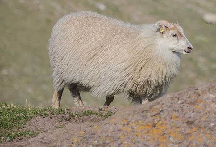 Oveja - Groenlandia.jpg